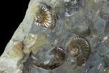 Sphenodiscus Ammonite On Rock - South Dakota #98718-3